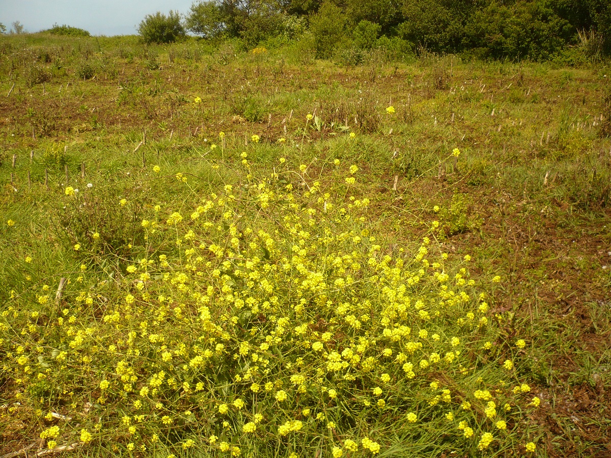 Rapistrum rugosum subsp. orientale (Brassicaceae)